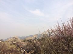 iphone_upload_pic-香雪海