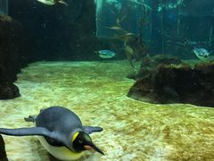 -悉尼海洋生物水族馆