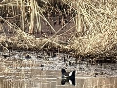 -皇粮浜湿地公园