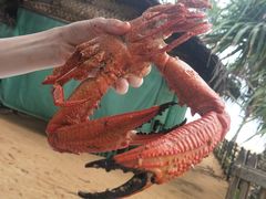 螃蟹-Green Lobster Waskaduwa Seafood Restaurant