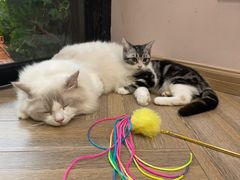 -酷豆宠物咖啡·宠物美食·撸猫馆