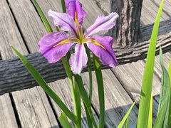 -成都市活水公园