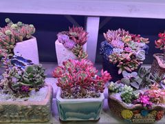 -三圣花乡旅游区