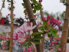 -海棠花溪(元大都城垣遗址公园)