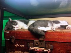 -猫咪博物馆(顶澳仔猫街店)