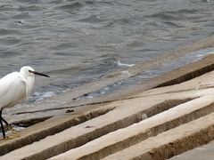 -碧海金沙
