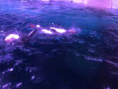 -暹罗海洋世界