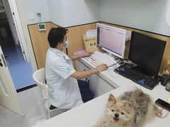 -瑞派长江宠物医院·猫科·外科·24小时夜护(谊城公寓分院)