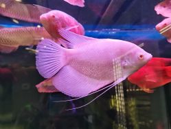 -铂诗玥医美