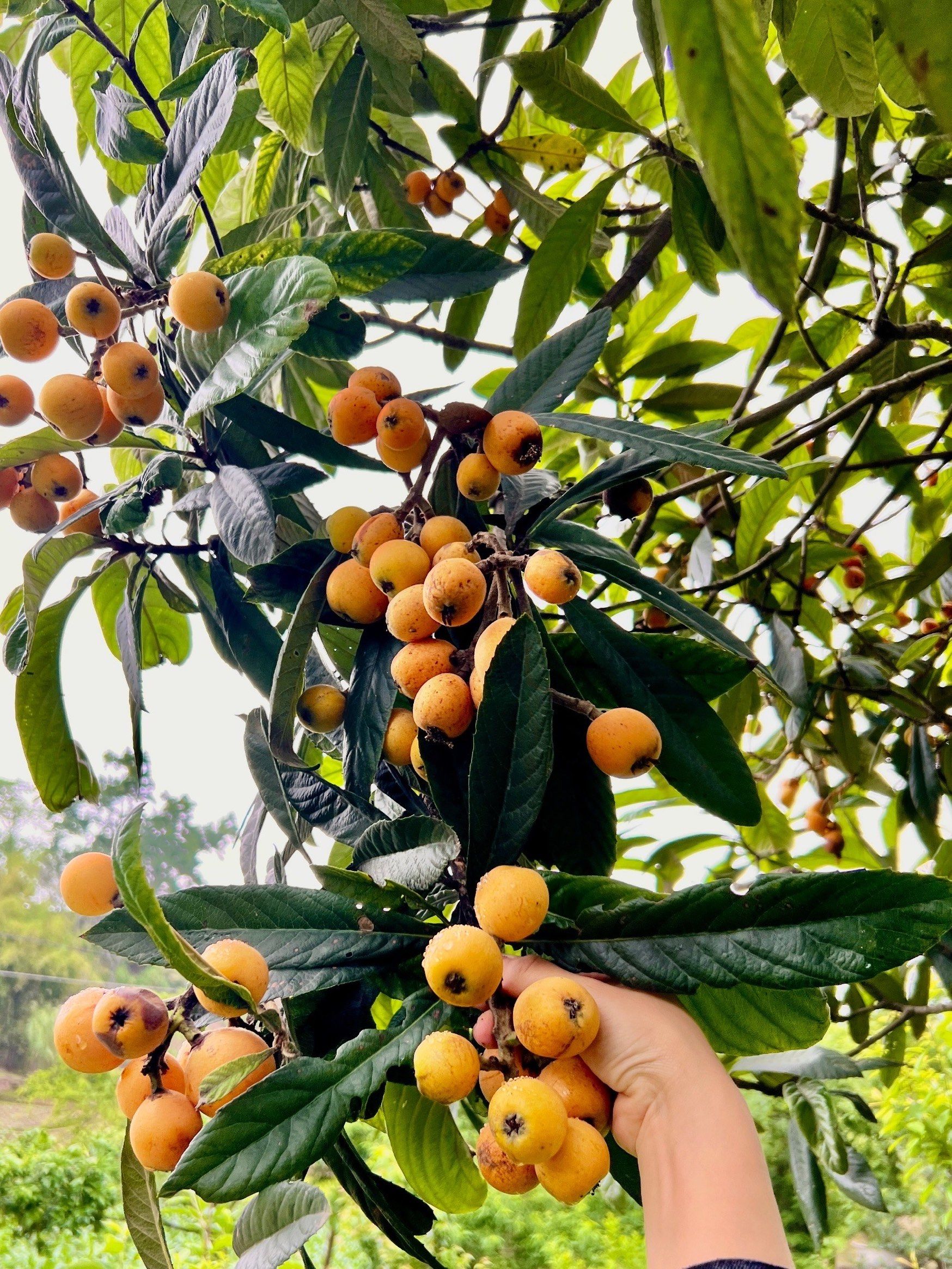 摘枇杷啦,黄黄的果实挂满枝头