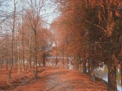 -上海海湾国家森林公园