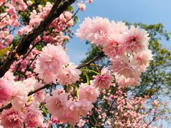 -天适樱花悠乐园