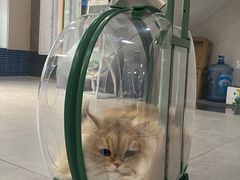 -伟伟宠物医院·CT影像中心·瑞派犬猫综合性门诊(汉口总院)