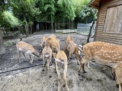 -鹿院坪生态旅游景区