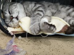 -伟伟宠物医院·CT影像中心·瑞派犬猫综合性门诊(汉口总院)