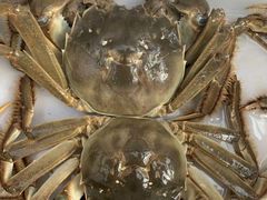 阳澄湖大闸蟹-乡乐园蟹庄·阳澄湖农家乐