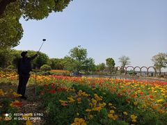 -鹅湖玫瑰文化园