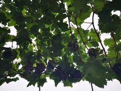 -金谷域澳洲庄园