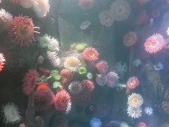 -瑞普利水族馆