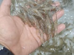 -高淳老街