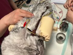 -西安京西宠物医院·瘫痪·疑难杂症