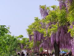 -嘉定紫藤园