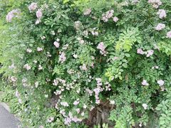 -白鹭湾湿地公园