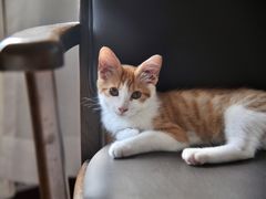 -艾贝尔宠物诊疗