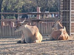 -石家庄市动物园