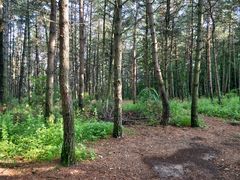 -帽儿山国家森林公园