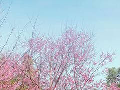 -重庆彩云湖湿地公园