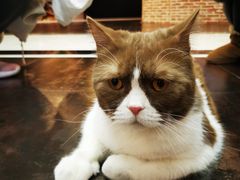 -猫小院猫主题餐厅(三里屯店)