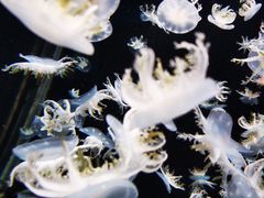 -太平洋海底世界