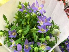 -双季花艺园艺市场(浦东店)