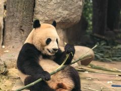 -中国大熊猫保护研究中心雅安碧峰峡基地