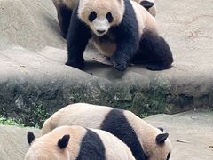 -都江堰中华大熊猫苑