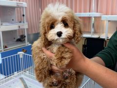 -翊宠yipet猫狗购宠庄园犬舍•猫舍