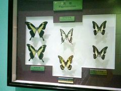 -上海昆虫博物馆