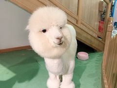 -藦茜花园宠物主题亲子互动体验馆(国顺东路店)