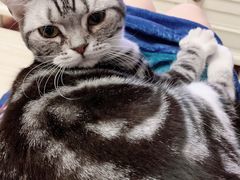 -猫大福·Fortune Cat猫舍(百子湾店)