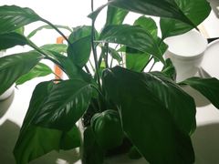 -大鸭梨烤鸭(枣园店)