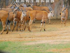 -杭州野生动物世界