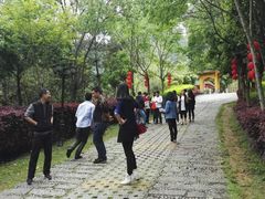 -天台国家森林公园水上茶乡九鹏溪