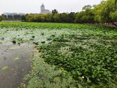 -长春市南湖公园