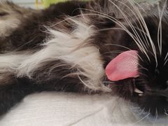 -艾吉宠物医院·疑难杂症转诊中心·猫友好(碧江路院)