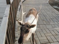 -北京鹿世界主题园