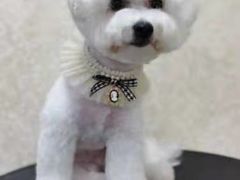 -乐琪宠物(青塔西路店)