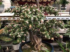 -金陵花卉交易市场