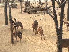 -石家庄市动物园