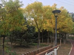 -SFC上影影城(北京大兴龙湖天街IMAX店)